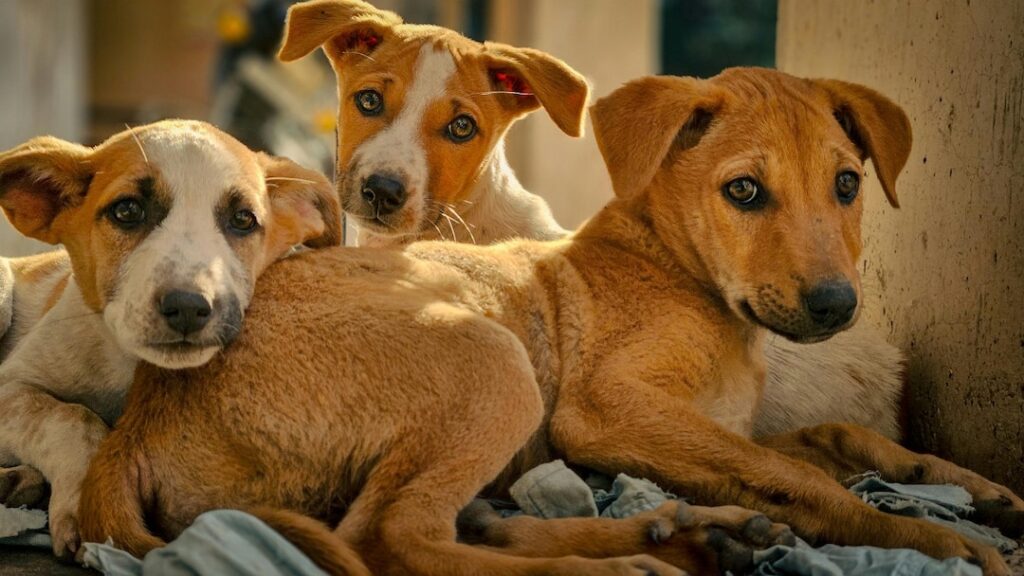Street Dogs (Photo credit -google)