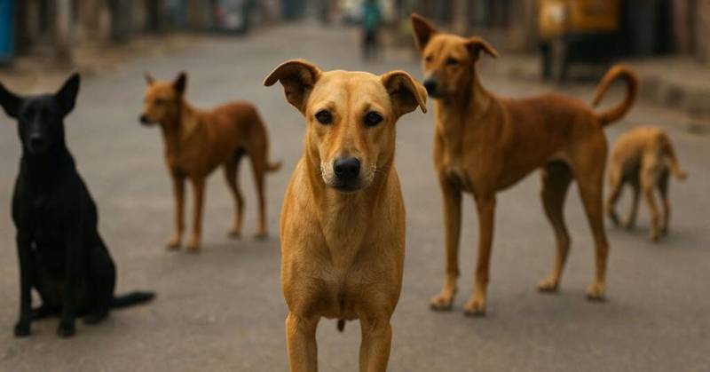 Street Dogs (Photo credit -google)